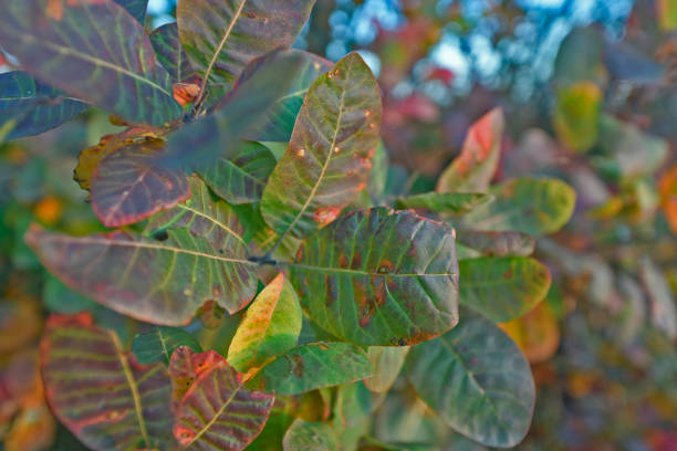 The beauty of autumn foliage, a variety of colors and shades.