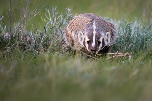 Badgers in the Canadian wilderness