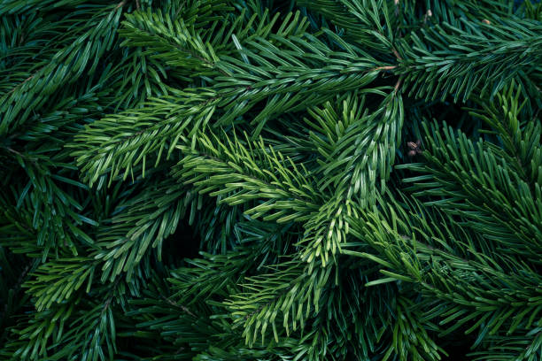 Closeup of Christmas fresh tree branches as background, top view.