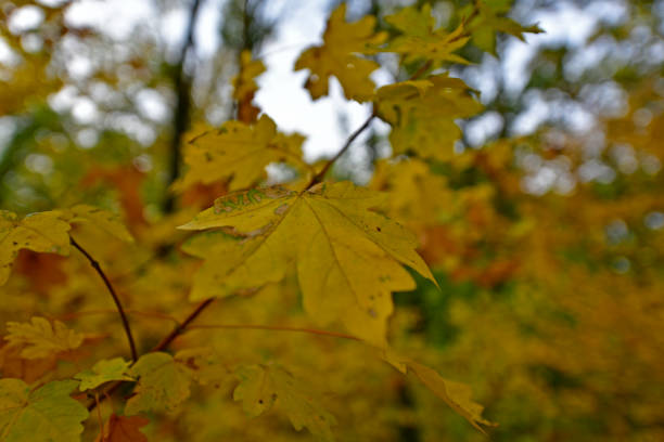 The beauty of autumn foliage, a variety of colors and shades.