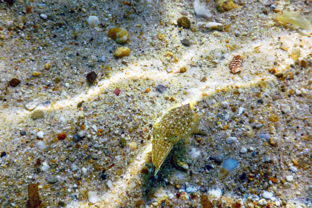 istock Cuttlefish camouflage. Cuttlefish Swimming underwater 1295358959