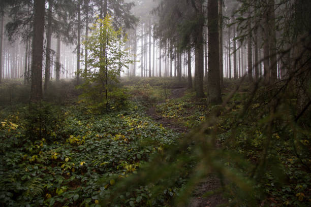 istock Autumn Walk in the Harz 1295360019