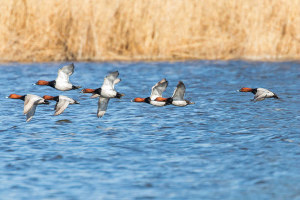 istock Common Pochard ducks flying over water (Aythya ferina) 1295360758