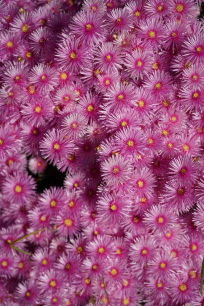 istock Background of pink flowers 1295360993