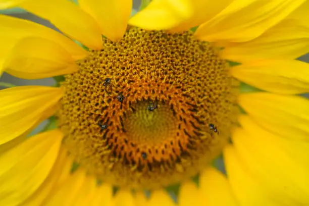 Photo of Close up photo of the centre of a sunflower with native bees feeding
