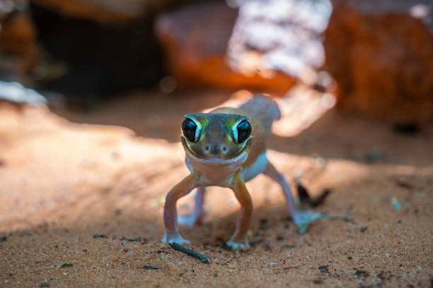 Close up of a knob-tailed gecko on sand