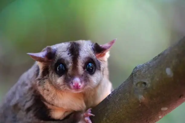 Portrait of a sugar glider sitting on a branch looking at the camera