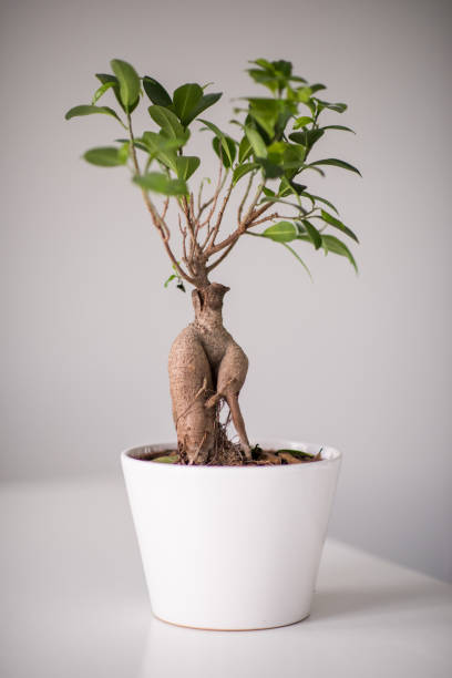 ficus elastico pianta albero di gomma in vasi di fiori in ceramica bianca. - ginseng bonsai tree fig tree banyan tree foto e immagini stock