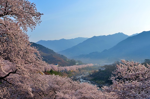 Springtime fields landscape with blossoming almond trees