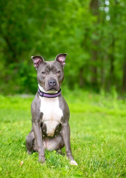 istock A gray and white Pit Bull Terrier mixed breed dog sitting 1295365427
