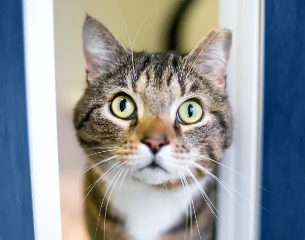 A brown tabby shorthair cat with a wide eyed expression and one ear tipped, indicating that it has been spayed or neutered as part of a TNR program