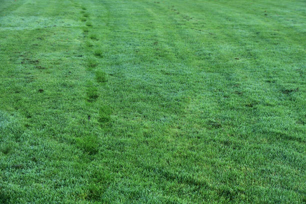 濡れた朝の秋の草の足跡。男がマークした道は露の芝生を通り抜けた - rule of third ストックフォトと画像
