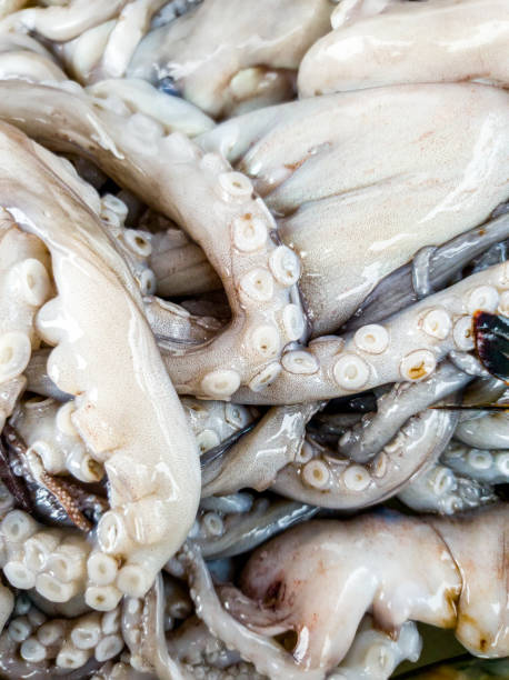 istock Macro image of suckers on slimy and wet octopus tentacles 1295368012