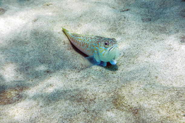 istock Greater weever on sandy sea floor (Trachinus draco) 1295369213