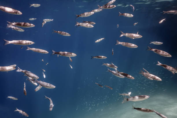 istock Fish School Underwater. Fishes underwater background. 1295369883