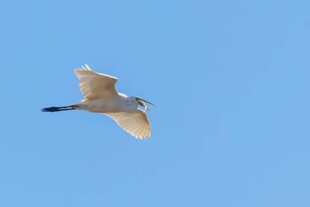 istock Great Egret Flying with fish in beak, (Ardea alba) Great Egret Flying with catch 1295369983