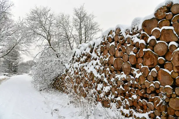 Photo of Winter landscape with firewood
