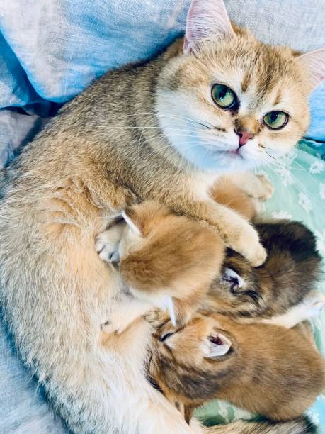 istock Green eyed mama cat nursing 1295376256
