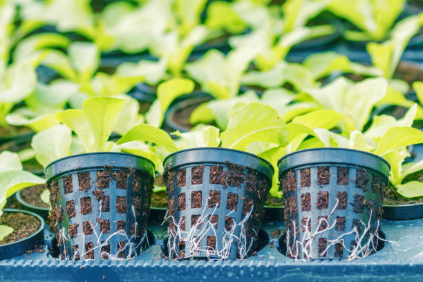 istock Lettuce Hydroponic farm. Lettuce Sprouts. Green Young Lettuce Plants. Lettuce seedlings. Spring Seedlings. 1295377043