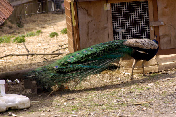 istock colorful peacock in an enclosure 1295378333