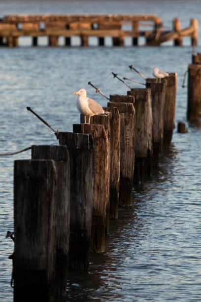 istock Seagulls sitting on old Pier Pilings 1295379958