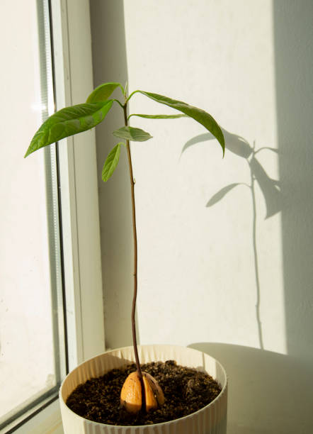 A collection of young mangrove plants in black pots, grown from propagules as part of a local restoration nursery. Shot in Krabi, Thailand.
