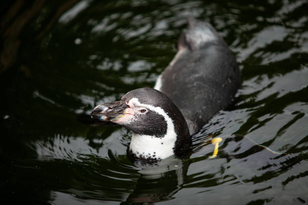 istock African penguin swims in the water. 1295380232