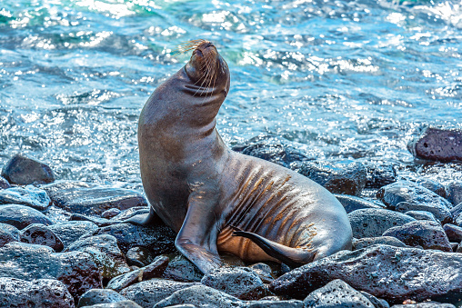Lazy Sea Lion Basking in the Sun on a Rock In Cabo San Lucas on a Sunny Day
