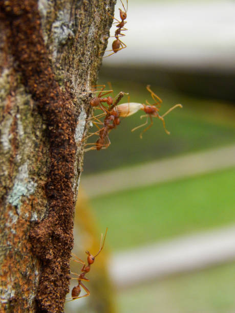 istock The ant colony is looking for food 1295383744