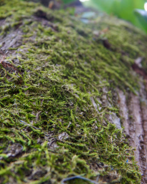 istock A moss plant stuck to the bark of a tree 1295383763