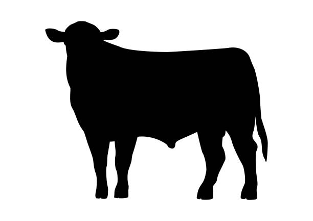 illustrations, cliparts, dessins animés et icônes de silhouette jeune d’animal de bétail de taureau de boeuf - cow bull cattle beef cattle