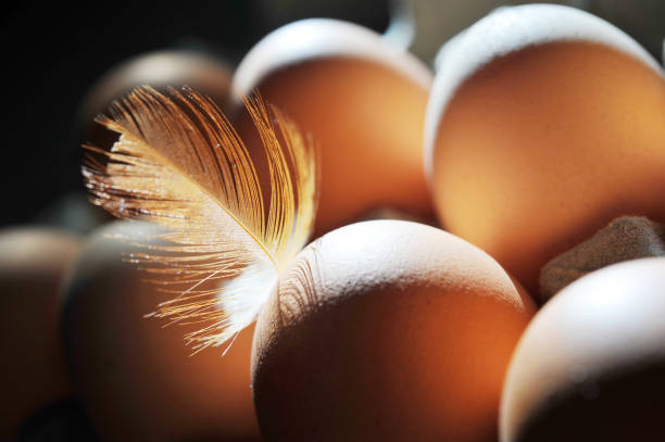 Fresh farm eggs in the morning