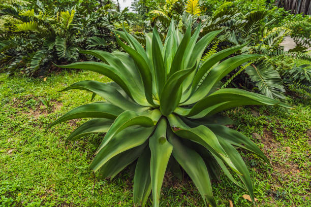 istock The beautiful blue-green of an agave cactus 1295387175
