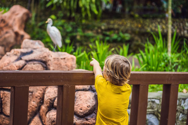 istock Boy in the birds park. Weekend with kids, fun 1295387186