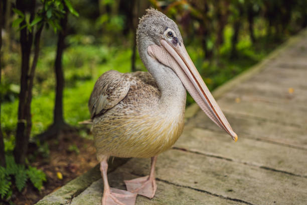Pelican walks along the path in the park Great white or eastern white pelican, rosy or white pelican. It breeds from southeastern Europe through Asia and in Africa in swamps and shallow lakes.