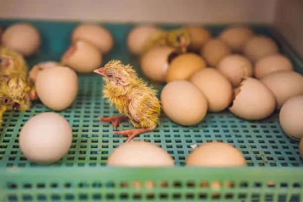 Photo of Large group of newly hatched chicks on a chicken farm