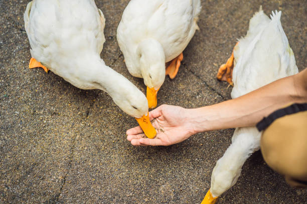 ludzka ręka karmi dziką kaczkę, zbliżenie z selektywną ostrością - palm people white brown zdjęcia i obrazy z banku zdjęć