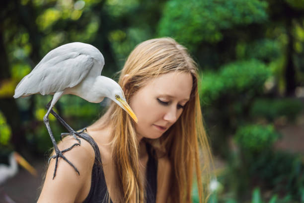 young woman feeding ibes in the park. little egret cattle egret bubulcus ibis waters edge - egret water bird wildlife nature imagens e fotografias de stock