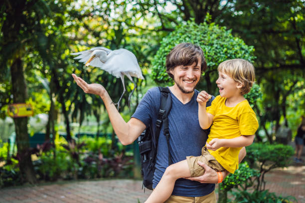 padre e figlio nutrono gli ibes nel parco. piccola garzetta bestiame garzetta bubulcus ibis waters edge. la famiglia trascorre del tempo nel parco insieme - bird egret wildlife animal foto e immagini stock