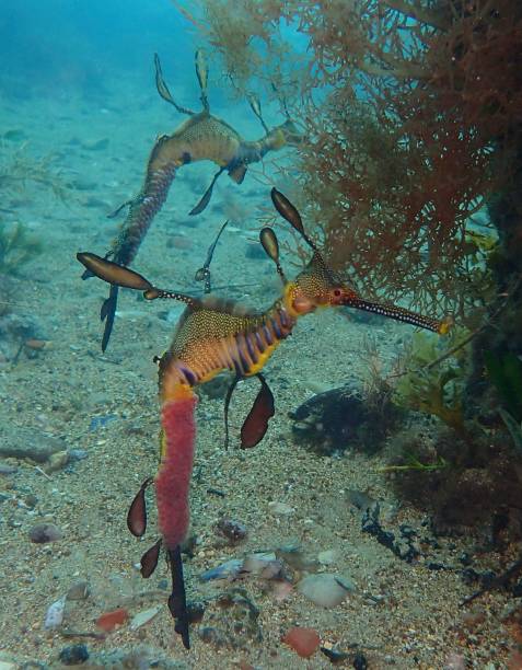 istock Weedy sea dragon 1295388132