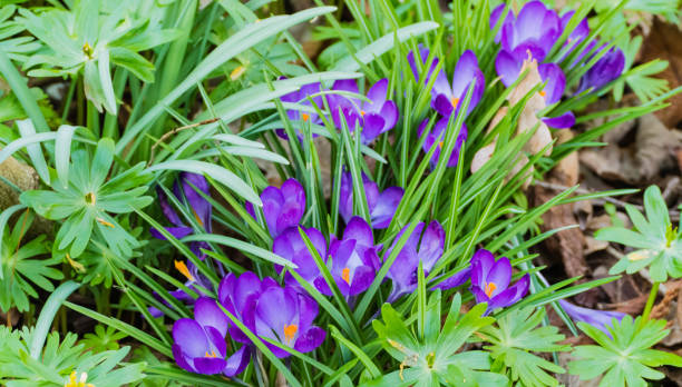 istock Fresh Purple Crocuses in the wild 1295388178