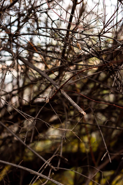 istock Autumn small branches and fallen leaves in forest at sunny weather with sharp focus and strong bokeh depth of field nature detail 1295388204
