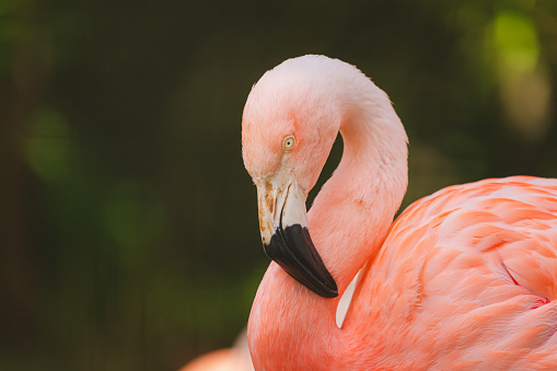 Portrait of a pink Chilean flamingo, a wading bird from the family Phoenicopteridae
