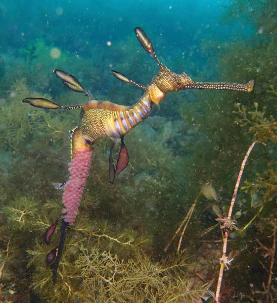 istock Weedy sea dragon 1295389159