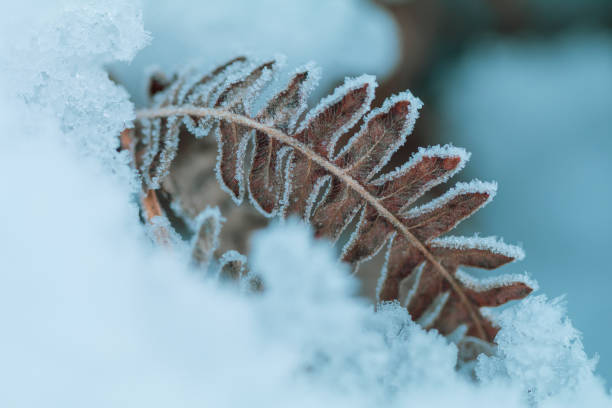 Snow covered fern.