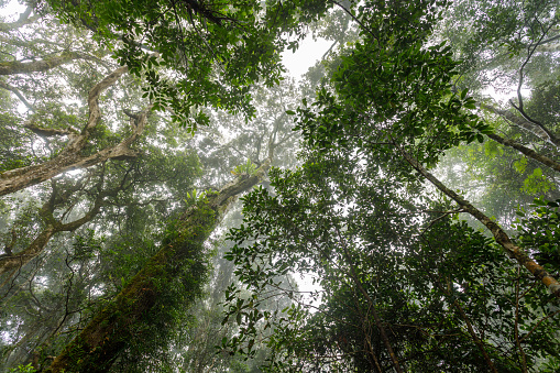 Rainforest canopy of the northernmost stand of Antarctic beech trees in the southern hemisphere.