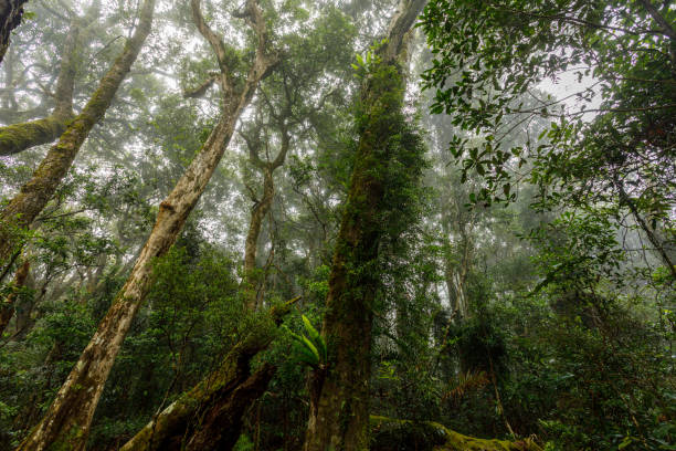 canforest rainforoopy antarktyki bukowe w tullawallal - southern beech zdjęcia i obrazy z banku zdjęć