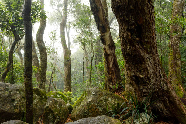 Rainforest clearing called Tullwallal is the northernmost stand of Antarctic beech trees in the southern hemisphere.