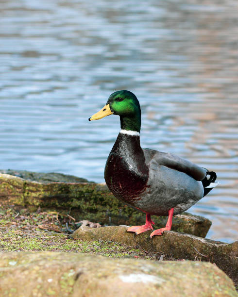 istock That's Mister Duck to You 1295391331