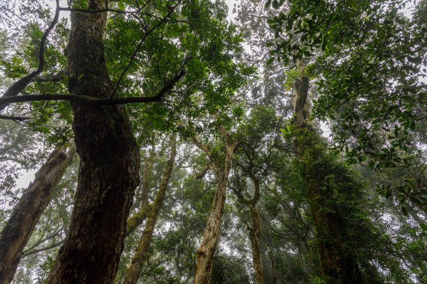 istock Rainforest Canopy Of Antarctic Beech Trees At Tullawallal 1295391928
